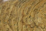 Polished Miocene Stromatolite (Chlorellopsis) - Crimea #280765-1